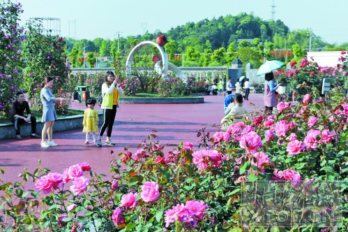 盘龙大观园玫瑰园内鲜花盛开,吸引了各地游客前来参观。(记者 方阳 摄)