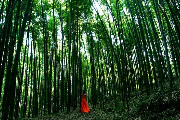 5月26日讯(湘潭日报社全媒体记者 李溪 刘雪琴 刘岱松)山上竹树葱茏