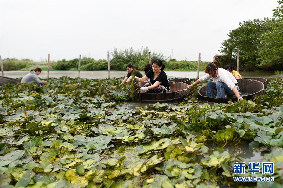 浙江湖州:秋风起 采菱忙