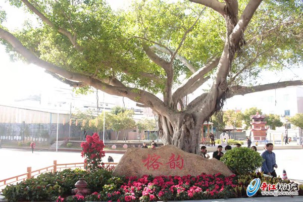 晋江市第二实验幼儿园微菜园金井镇华侨小学微景观微景观示例此次活动