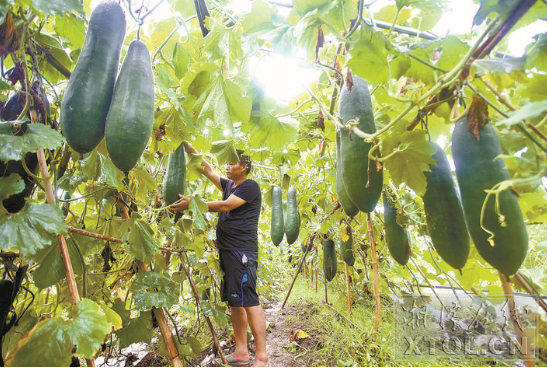 摄影报道)雨湖区响水乡星沙村瓜农张建明种植的50亩冬瓜地迎来丰收