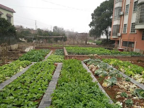 高興地告訴記者 我們的菜地中間的路鋪上了透水磚 雨後不積水,雪後不